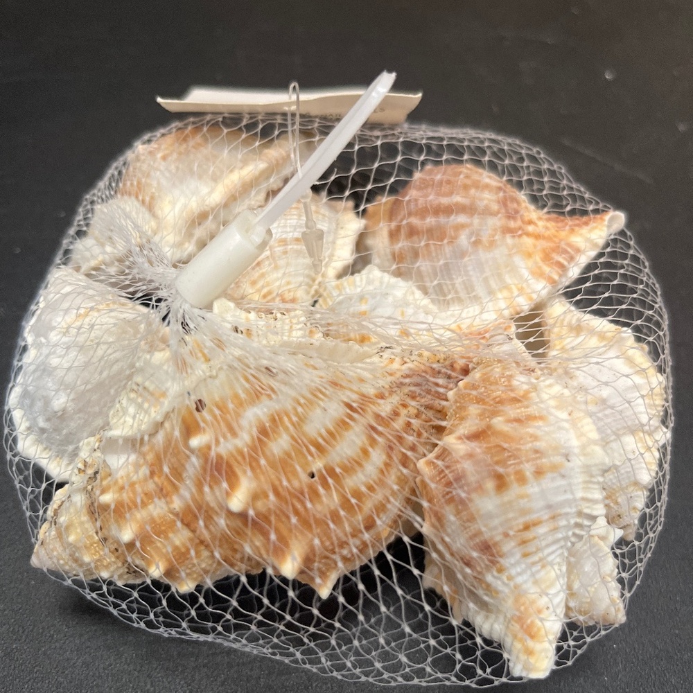 Ocean Sea shells